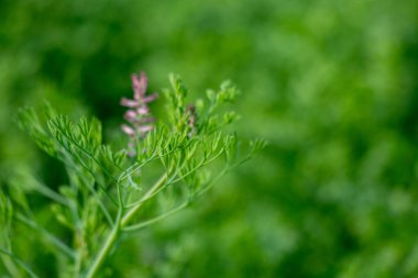 İnce yapraklı dezenfekte ince saplı ve ince tüylü soluk yeşil yapraklı narin bir bitkidir. Küçük tüp çiçekleri, genellikle soluk pembe ya da daha koyu uçlu morumsu.