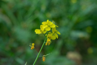 Hardal bitkisinin ya da Brassica juncea 'nın karakteristik özelliği olan küçük, dört taç yapraklı parlak sarı çiçek kümeleri, yumuşak, bulanık yeşil bir arka plana karşı dururlar.