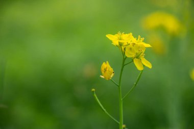 Hardal bitkileri canlı sarı taşır. Kümelerde yetişen dört taç yapraklı çiçek. Hardal tohumu veren tohumlar, yaygın olarak yenilebilir yağ üretiminde kullanılır.