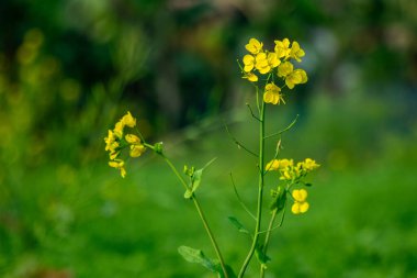 Hardal tohumları dünyanın her yerinde yenilebilir yağdır. Bu canlı bir sarı, dört taç yapraklı çiçek, Brassica bitkilerinde tohum oluşumu sağlar.