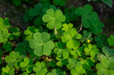 Oxalis cinsinden tahta doru, parlak sarısı ile gözü yakalar. Yoğun, yeşil, üç yapraklı, kalp şeklinde üç yapraklı bir yatağın üzerinde yükselen beş taç yapraklı çiçek.