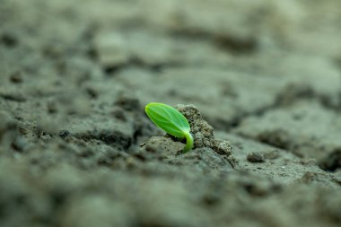 Dünyadan küçük yeşil bir filizlenme yükselir, iki parlak yaprağı açılır. Yeni bir hayat ve direnci simgeleyen sessiz bir an.