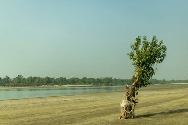 Güçlü bir ekolojik canlı ağaç manzarası deniz sahilinde duran esnek yeşil ağaç boyunca uzanıyor, hayatta kalma ve umut ve iklim değişikliği.