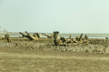 Kıyı arazilerindeki solmuş mangrov kütükleri ekolojik hasarı, erozyonun, ağaç kaybının ve kıyı şeridindeki iklim değişikliğinin etkilerini gösteriyor.