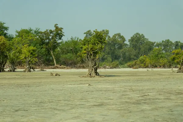 Çatlak toprak ve ölü ağaçların ortasında kuraklık, açık kökleri olan bir grup yeşil ağaç, orman kenarında gelişiyor, iklim değişikliğine karşı dayanıklılık