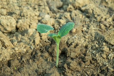 A young pumpkin seedling or Cucurbita pepo sprouts with fresh cotyledons and true leaves, healthy germination vital role in food production and organic farming