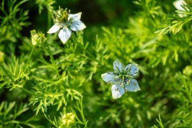 A birds eye view of a fully open Nigella sativa flower bloom, known as Black Cumin or Kalonji Star shaped white petals, central, black seed medicinal plant
