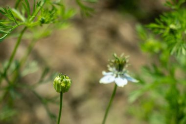 Flower of a Nigella sativa or Black Cumin or Kalojira green bud, about to bloom, its role in herbal remedies, garden flora, and seed plant life cycle