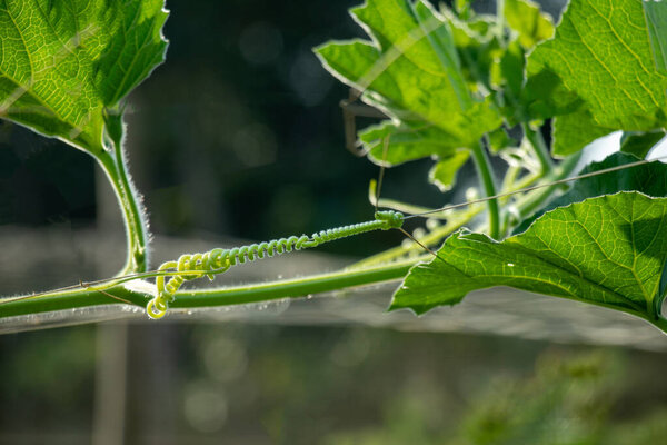 A tender gourd vine tendril forms tight, spiral loops with soft, hair like filaments, its innate curling behavior and elegant growth structure in sharp focus
