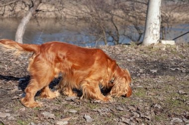 Neşeli bir Cocker Spaniel doğanın tadını çıkarıyor, enerji ve merakla dışarıyı keşfediyor. Bu sadık ve aktif köpek, macera ve arkadaşlık ruhunu somutlaştıran tarlalarda ve ormanlarda dolaşır.