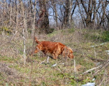 Neşeli bir Cocker Spaniel doğanın tadını çıkarıyor, enerji ve merakla dışarıyı keşfediyor. Bu sadık ve aktif köpek, macera ve arkadaşlık ruhunu somutlaştıran tarlalarda ve ormanlarda dolaşır.