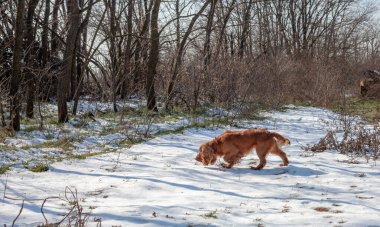 Neşeli bir Cocker Spaniel doğanın tadını çıkarıyor, enerji ve merakla dışarıyı keşfediyor. Bu sadık ve aktif köpek, macera ve arkadaşlık ruhunu somutlaştıran tarlalarda ve ormanlarda dolaşır.