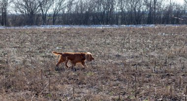 Neşeli bir Cocker Spaniel doğanın tadını çıkarıyor, enerji ve merakla dışarıyı keşfediyor. Bu sadık ve aktif köpek, macera ve arkadaşlık ruhunu somutlaştıran tarlalarda ve ormanlarda dolaşır.