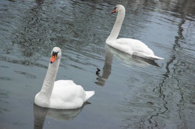 Zarif kuğular zarif bir şekilde suda süzülüyor, güzelliği ve huzuru yansıtıyor. Beyaz tüyleri dalgalanan yüzeyle tezat oluşturarak barışçıl bir doğa manzarası yaratıyor.