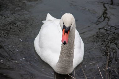 Zarif kuğular zarif bir şekilde suda süzülüyor, güzelliği ve huzuru yansıtıyor. Beyaz tüyleri dalgalanan yüzeyle tezat oluşturarak barışçıl bir doğa manzarası yaratıyor..