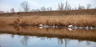Zarif kuğular zarif bir şekilde suda süzülüyor, güzelliği ve huzuru yansıtıyor. Beyaz tüyleri dalgalanan yüzeyle tezat oluşturarak barışçıl bir doğa manzarası yaratıyor..