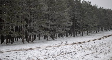 Taze karla kaplı Zlatibor çarpıcı bir kış manzarası yaratıyor. Karlı çam ormanları, yuvarlanan tepeler ve kıtır kıtır dağ havası burayı doğa severler, fotoğrafçılar ve dinginlik ve macera arayan açık hava meraklıları için mükemmel bir yer yapıyor..