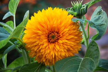 Parlak yaz güneşi altında tam çiçeklenmiş canlı bir ayçiçeği tarlası. Zengin yeşil yapraklı uzun altın sarısı çiçekler güneş ışığını takip ederek sıcaklığı, enerjiyi ve doğanın güzelliğini sembolize eden çarpıcı bir kırsal alan oluşturuyor.