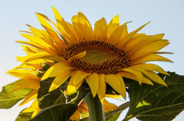 Parlak yaz güneşi altında tam çiçeklenmiş canlı bir ayçiçeği tarlası. Zengin yeşil yapraklı uzun altın sarısı çiçekler güneş ışığını takip ederek sıcaklığı, enerjiyi ve doğanın güzelliğini sembolize eden çarpıcı bir kırsal alan oluşturuyor.