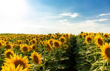 Parlak yaz güneşi altında tam çiçeklenmiş canlı bir ayçiçeği tarlası. Zengin yeşil yapraklı uzun altın sarısı çiçekler güneş ışığını takip ederek sıcaklığı, enerjiyi ve doğanın güzelliğini sembolize eden çarpıcı bir kırsal alan oluşturuyor.