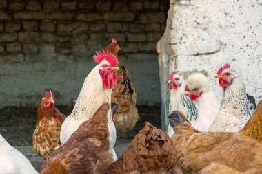 Tavuklar et ve yumurta için yetiştirilen evcil kuşlardır. Tavuklar yumurtlarken, horozların parlak kırmızı tarakları ve kargaları vardır. Yavrular tüylü ve küçüktür. Sürüler halinde yaşarlar, sesler vasıtasıyla iletişim kurarlar ve tahıl, böcek ve bitki gibi gıdalar için tırmalarlar.