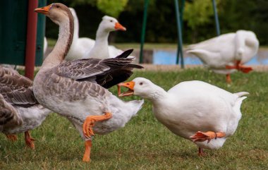 Doğal ortamlarında ördek ve kazların şaşırtıcı görüntüleri, zarifçe yüzme, uçma ve beslenme. Bu canlı su kuşları her türlü doğa ya da vahşi yaşam temalı projeye güzellik ve sükunet katarak, huzurlu açık hava anlarının özünü yakalıyor.