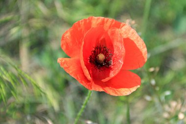 Çiçekler tam çiçeklendiğinde canlı bir renk ve yaşam gösterisi yaratırlar. Narin taç yaprakları, zengin renkler ve tatlı nektar arıları ve kelebekleri cezbederek doğa döngüsünün güzelliğini ön plana çıkarıyor. Yenilenmenin, tozlaşmanın, mevsimsel uyumun çarpıcı bir kutlaması