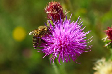 Çiçekler tam çiçeklendiğinde canlı bir renk ve yaşam gösterisi yaratırlar. Narin taç yaprakları, zengin renkler ve tatlı nektar arıları ve kelebekleri cezbederek doğa döngüsünün güzelliğini ön plana çıkarıyor. Yenilenmenin, tozlaşmanın, mevsimsel uyumun çarpıcı bir kutlaması