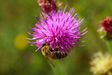 Çiçekler tam çiçeklendiğinde canlı bir renk ve yaşam gösterisi yaratırlar. Narin taç yaprakları, zengin renkler ve tatlı nektar arıları ve kelebekleri cezbederek doğa döngüsünün güzelliğini ön plana çıkarıyor. Yenilenmenin, tozlaşmanın, mevsimsel uyumun çarpıcı bir kutlaması