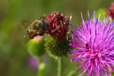 Çiçekler tam çiçeklendiğinde canlı bir renk ve yaşam gösterisi yaratırlar. Narin taç yaprakları, zengin renkler ve tatlı nektar arıları ve kelebekleri cezbederek doğa döngüsünün güzelliğini ön plana çıkarıyor. Yenilenmenin, tozlaşmanın, mevsimsel uyumun çarpıcı bir kutlaması