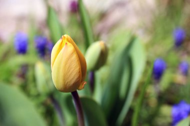 Çiçekler tam çiçeklendiğinde canlı bir renk ve yaşam gösterisi yaratırlar. Narin taç yaprakları, zengin renkler ve tatlı nektar arıları ve kelebekleri cezbederek doğa döngüsünün güzelliğini ön plana çıkarıyor. Yenilenmenin, tozlaşmanın, mevsimsel uyumun çarpıcı bir kutlaması