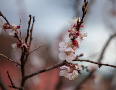 Narin kayısı çiçekleri, baharın gelişini simgeleyen beyaz ve pembenin yumuşak tonlarında çiçek açarlar. Narin taç yaprakları ve tatlı kokuları arıları çeker. Doğanın ve yenilenmenin güzel bir uyumu yaratır..