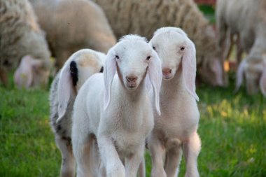 Bergamasca koyunu, dayanıklı bir İtalyan türüdür, kalın yünleri, uzun kulakları ve güçlü yapıları ile tanınırlar. Aslen Bergamo bölgesindendirler, uyum sağlama, süt ve et üretimi için değerlidirler.