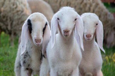 Bergamasca koyunu, dayanıklı bir İtalyan türüdür, kalın yünleri, uzun kulakları ve güçlü yapıları ile tanınırlar. Aslen Bergamo bölgesindendirler, uyum sağlama, süt ve et üretimi için değerlidirler.