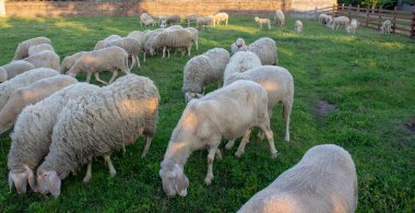 Bergamasca koyunu, dayanıklı bir İtalyan türüdür, kalın yünleri, uzun kulakları ve güçlü yapıları ile tanınırlar. Aslen Bergamo bölgesindendirler, uyum sağlama, süt ve et üretimi için değerlidirler.