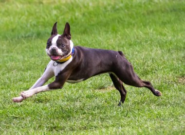 Görünüşte çok sevimli! Bu sevimli yavrular sonsuz neşe, sallanan kuyruklar ve koşulsuz sevgi getiriyor. O tatlı yüze kim karşı koyabilir?? 