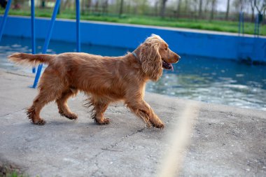 Neşeli bir Cocker Spaniel, her adımda sallanan ipek kulaklarıyla canlı bahar manzarasını keşfeder. Çiçeklerle ve yemyeşil çiçeklerle çevrili olan bu bitki, doğanın güzelliğini kucaklayarak enerji ve merakla dolu temiz havayı mutlulukla kokluyor..