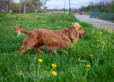 Neşeli bir Cocker Spaniel, her adımda sallanan ipek kulaklarıyla canlı bahar manzarasını keşfeder. Çiçeklerle ve yemyeşil çiçeklerle çevrili olan bu bitki, doğanın güzelliğini kucaklayarak enerji ve merakla dolu temiz havayı mutlulukla kokluyor..