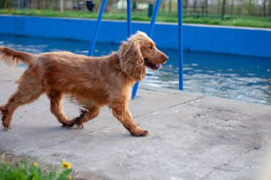 Neşeli bir Cocker Spaniel, her adımda sallanan ipek kulaklarıyla canlı bahar manzarasını keşfeder. Çiçeklerle ve yemyeşil çiçeklerle çevrili olan bu bitki, doğanın güzelliğini kucaklayarak enerji ve merakla dolu temiz havayı mutlulukla kokluyor..