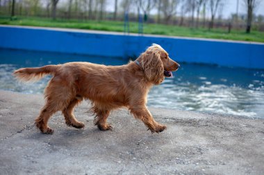 Neşeli bir Cocker Spaniel, her adımda sallanan ipek kulaklarıyla canlı bahar manzarasını keşfeder. Çiçeklerle ve yemyeşil çiçeklerle çevrili olan bu bitki, doğanın güzelliğini kucaklayarak enerji ve merakla dolu temiz havayı mutlulukla kokluyor..