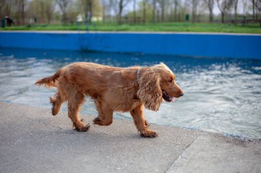 Neşeli bir Cocker Spaniel, her adımda sallanan ipek kulaklarıyla canlı bahar manzarasını keşfeder. Çiçeklerle ve yemyeşil çiçeklerle çevrili olan bu bitki, doğanın güzelliğini kucaklayarak enerji ve merakla dolu temiz havayı mutlulukla kokluyor..