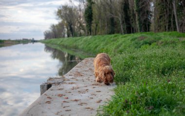 Neşeli bir Cocker Spaniel, her adımda sallanan ipek kulaklarıyla canlı bahar manzarasını keşfeder. Çiçeklerle ve yemyeşil çiçeklerle çevrili olan bu bitki, doğanın güzelliğini kucaklayarak enerji ve merakla dolu temiz havayı mutlulukla kokluyor..
