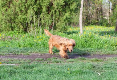 Neşeli bir Cocker Spaniel, her adımda sallanan ipek kulaklarıyla canlı bahar manzarasını keşfeder. Çiçeklerle ve yemyeşil çiçeklerle çevrili olan bu bitki, doğanın güzelliğini kucaklayarak enerji ve merakla dolu temiz havayı mutlulukla kokluyor..