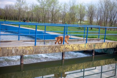 Neşeli bir Cocker Spaniel, her adımda sallanan ipek kulaklarıyla canlı bahar manzarasını keşfeder. Çiçeklerle ve yemyeşil çiçeklerle çevrili olan bu bitki, doğanın güzelliğini kucaklayarak enerji ve merakla dolu temiz havayı mutlulukla kokluyor..