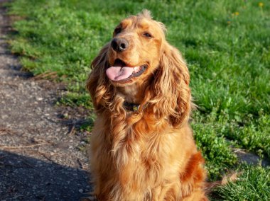Neşeli bir Cocker Spaniel, her adımda sallanan ipek kulaklarıyla canlı bahar manzarasını keşfeder. Çiçeklerle ve yemyeşil çiçeklerle çevrili olan bu bitki, doğanın güzelliğini kucaklayarak enerji ve merakla dolu temiz havayı mutlulukla kokluyor..