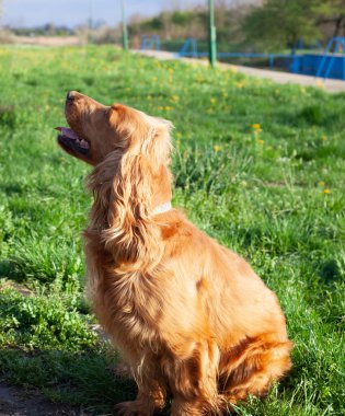Neşeli bir Cocker Spaniel, her adımda sallanan ipek kulaklarıyla canlı bahar manzarasını keşfeder. Çiçeklerle ve yemyeşil çiçeklerle çevrili olan bu bitki, doğanın güzelliğini kucaklayarak enerji ve merakla dolu temiz havayı mutlulukla kokluyor..