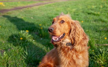 Neşeli bir Cocker Spaniel, her adımda sallanan ipek kulaklarıyla canlı bahar manzarasını keşfeder. Çiçeklerle ve yemyeşil çiçeklerle çevrili olan bu bitki, doğanın güzelliğini kucaklayarak enerji ve merakla dolu temiz havayı mutlulukla kokluyor..