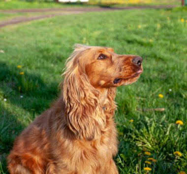 Neşeli bir Cocker Spaniel, her adımda sallanan ipek kulaklarıyla canlı bahar manzarasını keşfeder. Çiçeklerle ve yemyeşil çiçeklerle çevrili olan bu bitki, doğanın güzelliğini kucaklayarak enerji ve merakla dolu temiz havayı mutlulukla kokluyor..