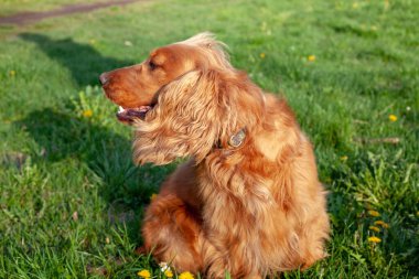 Neşeli bir Cocker Spaniel, her adımda sallanan ipek kulaklarıyla canlı bahar manzarasını keşfeder. Çiçeklerle ve yemyeşil çiçeklerle çevrili olan bu bitki, doğanın güzelliğini kucaklayarak enerji ve merakla dolu temiz havayı mutlulukla kokluyor..