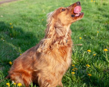 Neşeli bir Cocker Spaniel, her adımda sallanan ipek kulaklarıyla canlı bahar manzarasını keşfeder. Çiçeklerle ve yemyeşil çiçeklerle çevrili olan bu bitki, doğanın güzelliğini kucaklayarak enerji ve merakla dolu temiz havayı mutlulukla kokluyor..